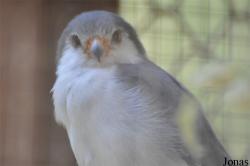 H. E. Sheikh Butti Maktoum's Wildlife Center (P)