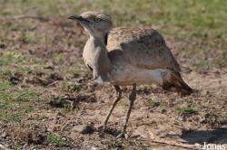 H. E. Sheikh Butti Maktoum's Wildlife Center