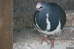 Terre des Oiseaux