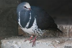 Leucosarcia melanoleuca