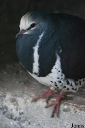 Terre des Oiseaux