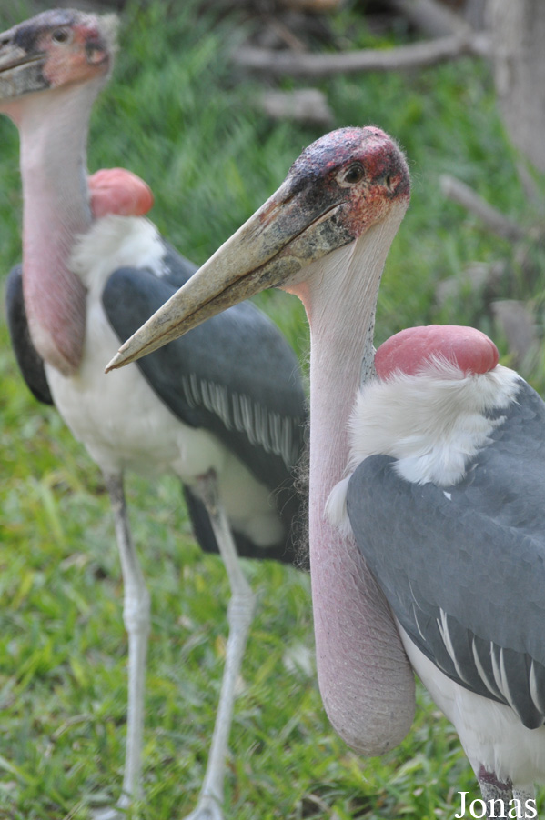 Dubai Zoo