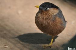 Doha Zoo