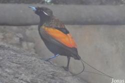 Cicinnurus magnificus