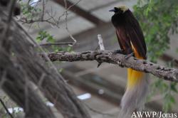 Al Wabra Wildlife Preservation