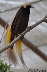 Al Wabra Wildlife Preservation
