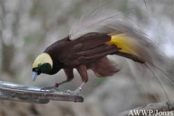 Al Wabra Wildlife Preservation
