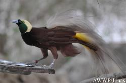 Al Wabra Wildlife Preservation