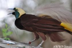 Al Wabra Wildlife Preservation