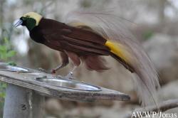 Al Wabra Wildlife Preservation