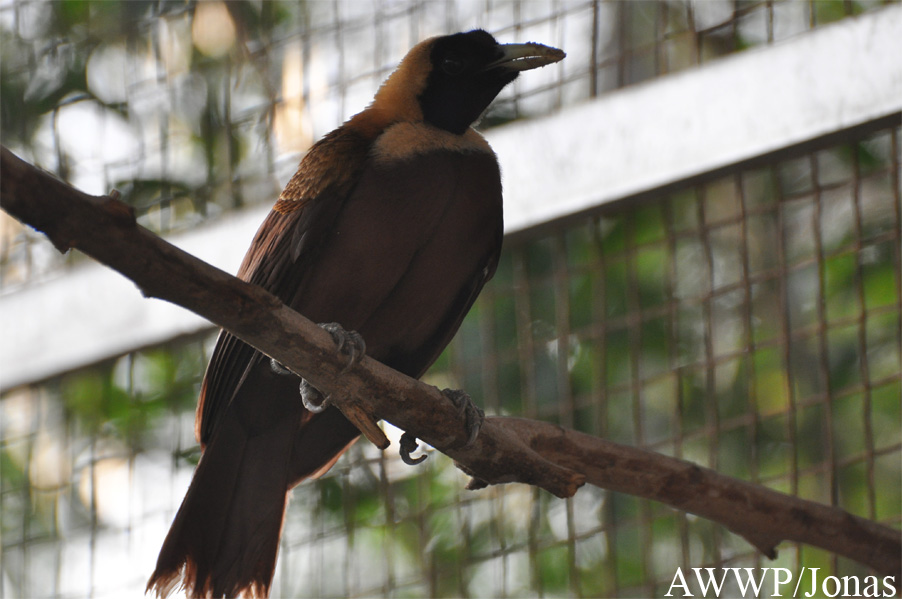 Al Wabra Wildlife Preservation