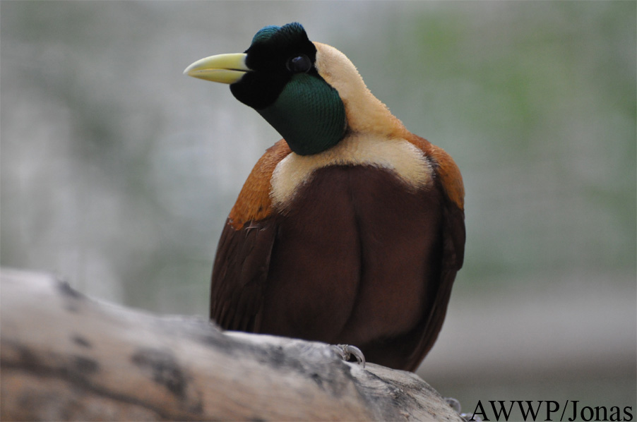 Al Wabra Wildlife Preservation