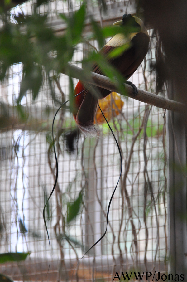 Al Wabra Wildlife Preservation