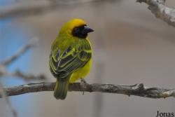 Ploceus velatus