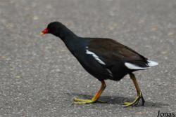 Zoologischer Garten Karlsruhe