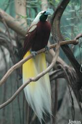 Zoo Köln