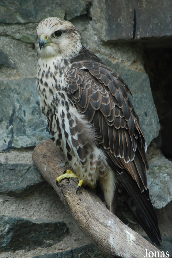 Zoologická zahrada města Brna