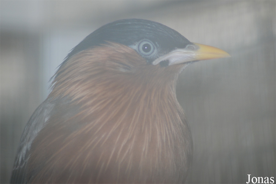 Zoologická a botanická zahrada města Plzně