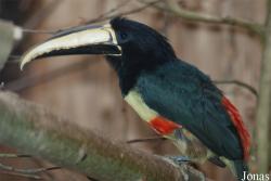 Pteroglossus aracari atricollis