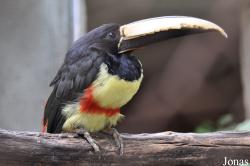 Pteroglossus aracari