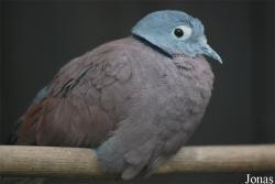 Zoologická a botanická zahrada města Plzně