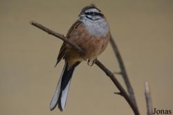 Emberizidae