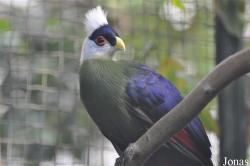Vogelpark Avifauna