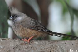 Vogelpark Avifauna