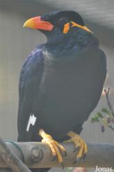 Gracula religiosa