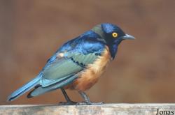 Lamprotornis hildebrandti