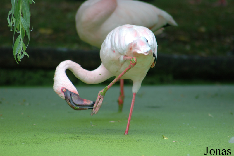 Zoo d'Amnéville