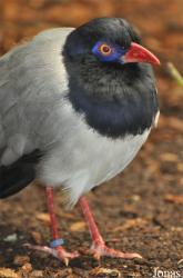 Zoo Köln