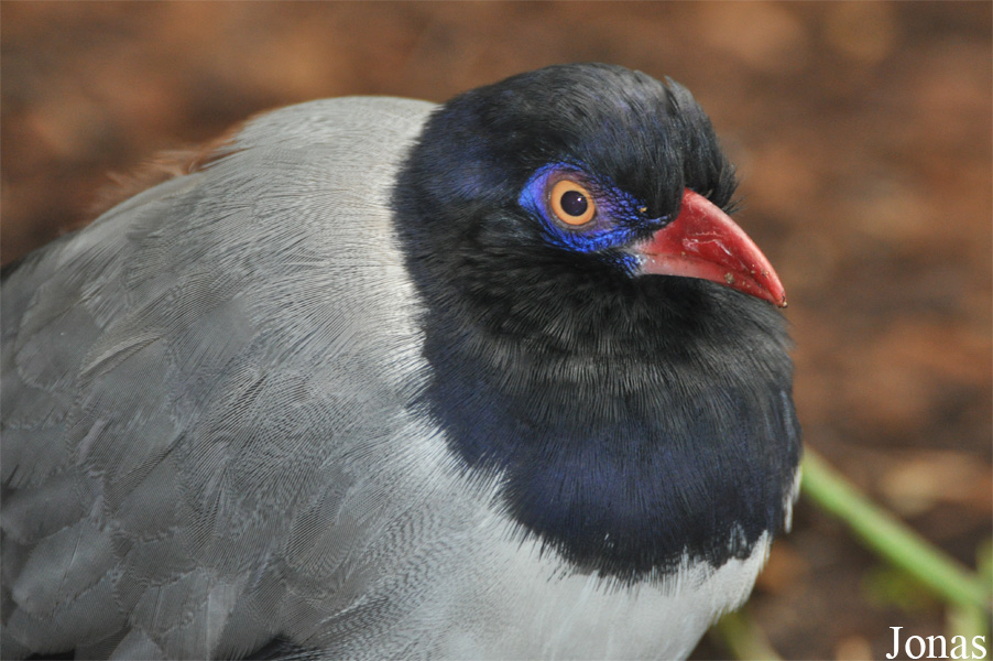 Zoo Köln