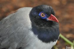 Zoo Köln