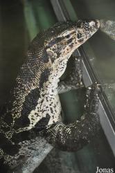 Reptilium