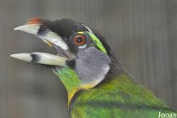Jurong Bird Park