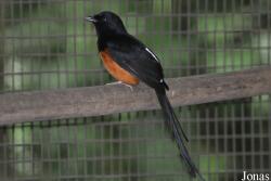 Copsychus malabaricus malabaricus