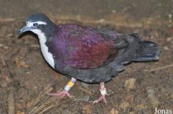 Jurong Bird Park