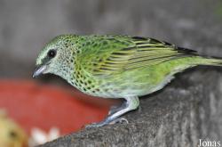 Tangara punctata