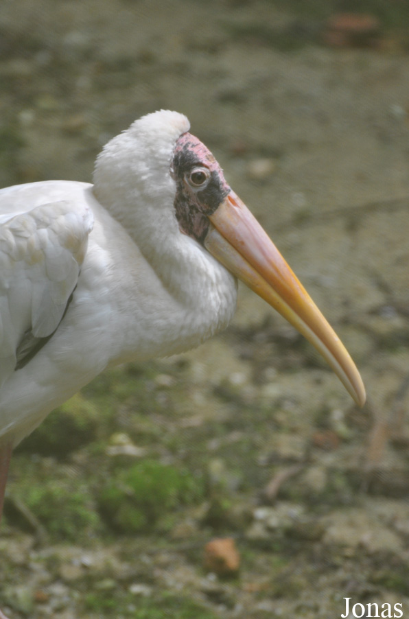 Zoo Taiping & Night Safari