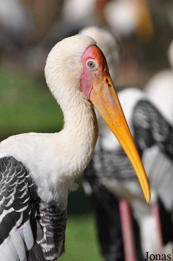 Zoo Negara