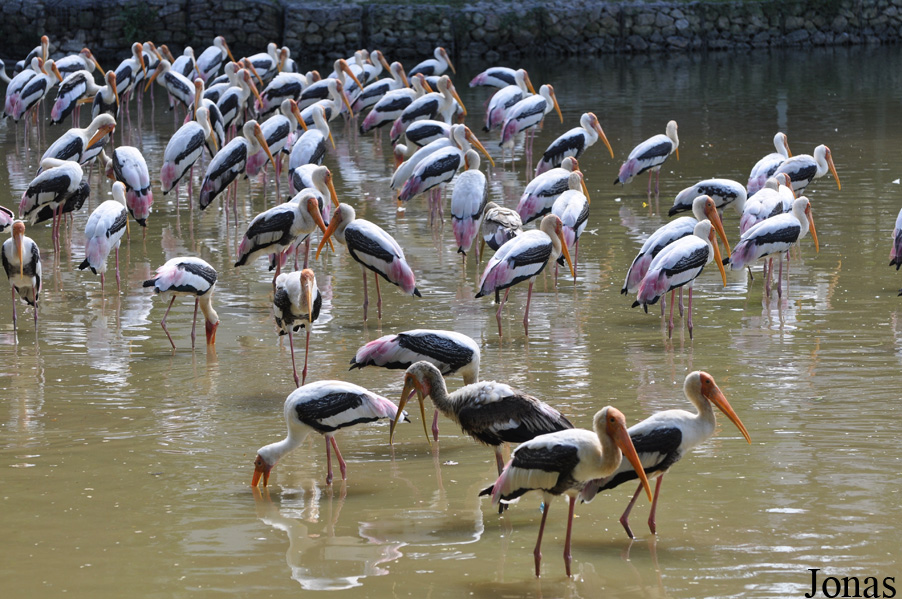 Zoo Negara