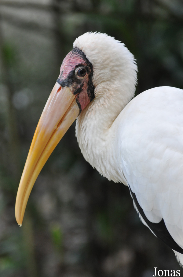 Zoo Negara