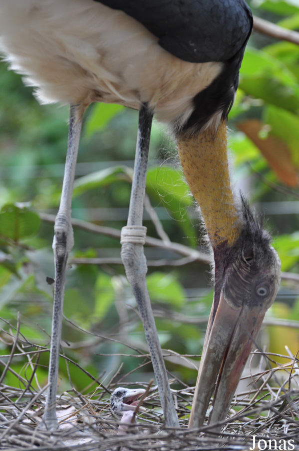 Angkor Centre for Conservation of Biodiversity (ACCB)