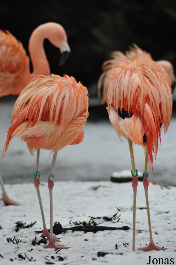 Dierenpark Wissel