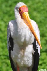 Vogelpark Steinen