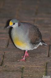 Vogelpark Steinen