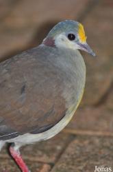 Vogelpark Steinen