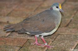 Vogelpark Steinen