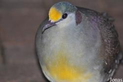 Vogelpark Steinen